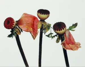 Single-Oriental-Poppy-A-New-York-1968-Copyright-The-Irving-Penn-Foundation_1